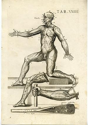 Rare Antique Print-MALE ANATOMY-ARTERIES-ARTERY-VEINS-Cortona-Chiamberlano-1788