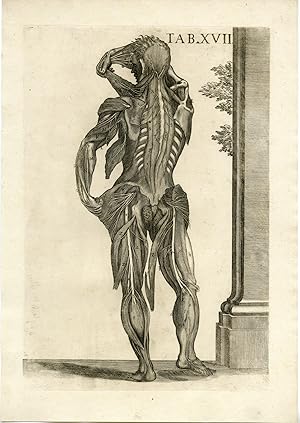 Rare Antique Print-ARTERY-AORTA-VEINS-MALE ANATOMY-Cortona-Chiamberlano-1788