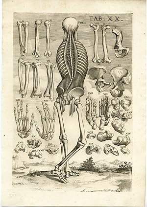 Rare Antique Print-MALE ANATOMY-SKELETAL SYSTEM-BONES-Cortona-Chiamberlano-1788