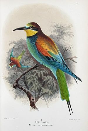 Coloured Figures of the Birds of the British Islands.