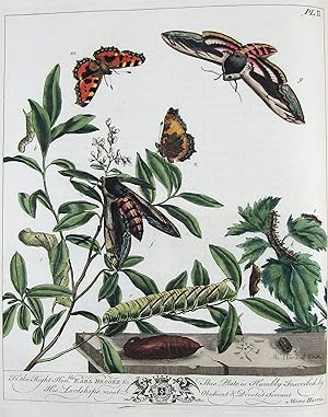 (The Aurelian: or, natural history of English Insects.) Le Aurelien: ou, Histoire naturelle des I...
