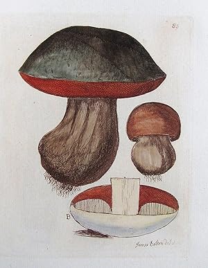 An History of the Fungusses growing about Halifax.