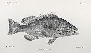 Seller image for The fishes of Great Britain and Ireland. for sale by Antiquariat F. Neidhardt