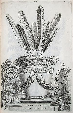 Phytographia curiosa, exhibens arborum, fructicum, herbarum & florum icones.