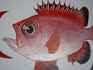 Illustrations of Japanese Aquatic plants and animals.
