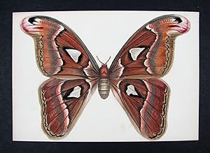 Schmetterlinge: gemalt von E.S. Manuskript in Aquarell und Gouache auf Karton (22,,3 x 15,4 cm.)