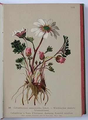 Atlas de la Flore Alpine. Texte par Henry Correvon. Publié par le Club alpine allemand et autrich...