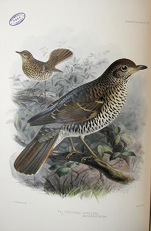 A Monograph of the Turdidae. Or Family of Thrushes. Edited and completed (after the Author's deat...