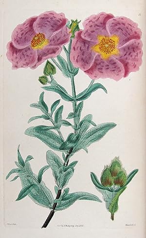 Cistineae. The natural order of cistus, or rock-rose.in the gardens of Great Britain; with the be...