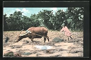 Ansichtskarte Manila, Preparing the Plant