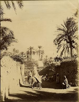 Algeria Biskra a street Mule old Photo Studio 1890