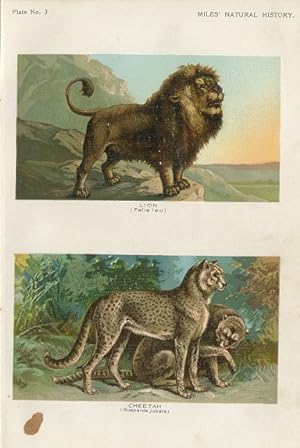 LION AND CHEETAH,1895 COLOUR ANTIQUE ART PRINT NATURAL HISTORY CHROMOLITHOGRAPH