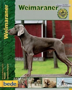 Weimaraner