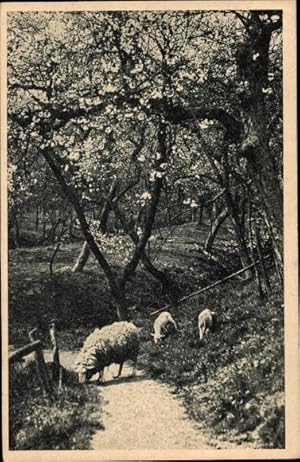 Bild des Verkufers fr Ansichtskarte / Postkarte Altes Land Niedersachsen, Bltenpracht, Apfelbaumblte, Schafe zum Verkauf von akpool GmbH