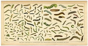 CATERPILLARS AND CHRYSALIDES OF BRITISH BUTTERFLIES AND MOTHS ,c1880 ANTIQUE CHROMOLITHOGRAPH LEP...