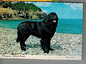 Champion Black Sambo Famous Newfoundland Dog Postcard 1950-1970