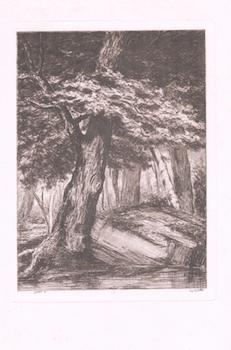 [Large Tree in Forest, circa 1873].