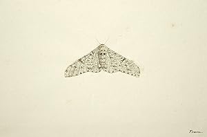 Moth Study (brown spots on white) France