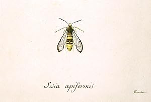 Bee Study (sesia apiformis) France