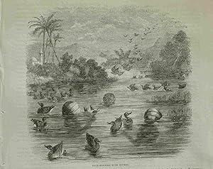 Duck-Hunting with Gourds. In China. Original engraved Print