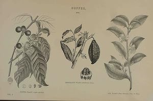 Bild des Verkufers fr Coffee Plant. Chocolate Plant. Tea Plant. Original engraved print zum Verkauf von Meiwes