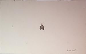 Imagen del vendedor de Untitled Moth Sierra Leone a la venta por Arader Galleries Drawings & Watercolors