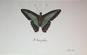 P. Sarpedon Butterfly Indo Chine