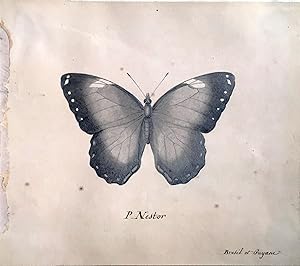 P. Nestor. Butterfly Bresil et Guyane