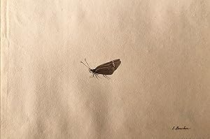 I. Bourbon (Moth)