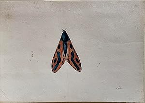 Chine (Moth)