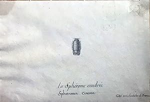 La Spherome Cendree Cotes Occidentales de France