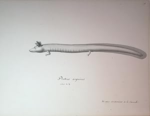 19. Proteus anguinus reduit de 1/4 des caux souterraines de la carniote