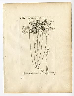 Rare Antique Print-PHYTEUMA SPICATUM-SPIKED RAMPION-PL. 33-Belleval-1796