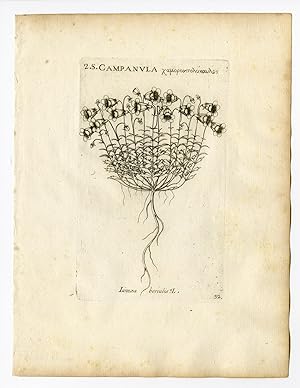 Rare Antique Print-LINNAEA BOREALIS-TWINFLOWER-PL. 32-Belleval-1796