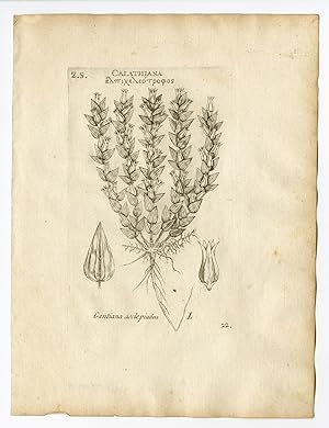 Rare Antique Print-GENTIANA ASCLEPIADEA-WILLOW GENTIAN-PL. 22-Belleval-1796