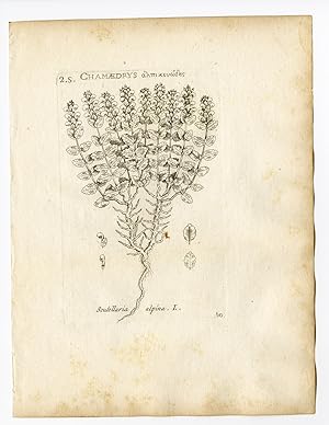 Rare Antique Print-SCUTELLARIA ALPINA-ALPINE SKULLCAP-PL. 50-Belleval-1796