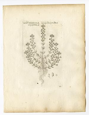 Rare Antique Print-VERONICA SERPYLLIFOLIA-THYMELEAF SPEEDWELL-P.46-Belleval-1796