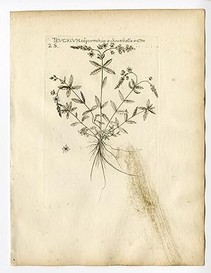 Rare Antique Print-TEUCRIUM-GERMANDER SPECIES-PL. 45-Belleval-1796