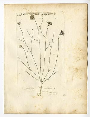 Rare Antique Print-CONVOLVULUS CANTABRICA-MORNING GLORY-PL. 21-Belleval-1796