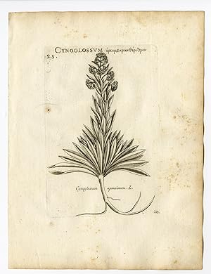 Rare Antique Print-CYNOGLOSSUM APENNINUM-BORAGE-PL. 20-Belleval-1796