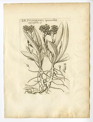 Rare Antique Print-PULMONARIA ANGUSTIFOLIA-BLUE COWSLIP-PL. 17-Belleval-1796