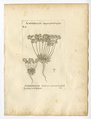 Rare Antique Print-ANDROSACE SEPTENTRIONALIS-PYGMYFLOWER-PL. 13-Belleval-1796