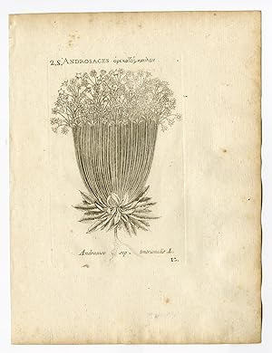 Rare Antique Print-ANDROSACE SEPTENTRIONALIS-PYGMYFLOWER-PL. 12-Belleval-1796