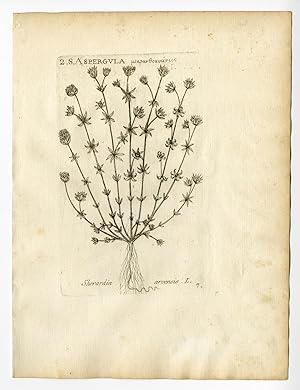 Rare Antique Print-SHERARDIA ARVENSIS-FIELD MADDER-ASPERGULA-PL. 7-Belleval-1796