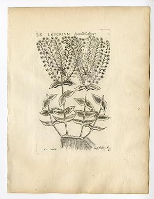 Rare Antique Print-VERONICA LATIFOLIA-HUNGARIAN SPEEDWELL-PL. 47-Belleval-1796