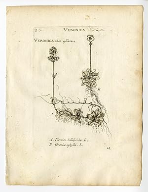 Rare Antique Print-VERONICA BELLIDIOIDES-VIOLET SPEEDWELL-P. 43-Belleval-1796