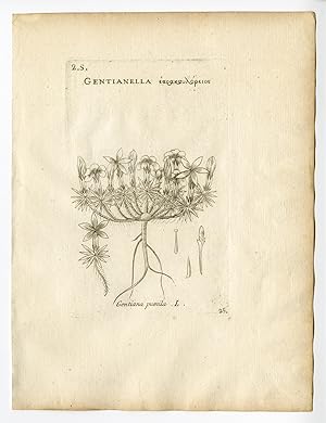 Rare Antique Print-GENTIANA PUMILA-MAGNOLIA-PL. 25-Belleval-1796
