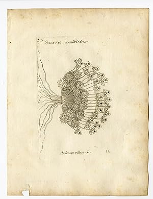 Rare Antique Print-ANDROSACE VILLOSA-HAIRY-PL. 14-Belleval-1796