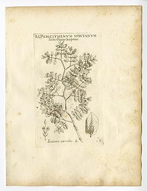 Rare Antique Print-LONICERA PERICLYMENUM-HONEYSUCKLE-WOODBINE-P. 5-Belleval-1796