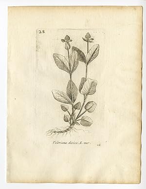 Rare Antique Print-VALERIANA DIOICA-MARSH VALERIAN-PL. 41-Belleval-1796